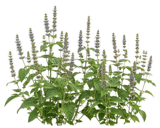 HẠT CHIA ORGANIC DĨNH TRẦN